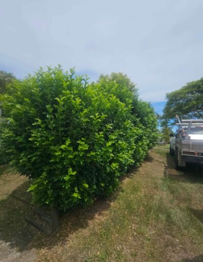 Property maintenance near Coffs Harbour