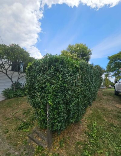 Local yard maintenance professionals